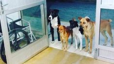 Une bande de chiens se présente à l’hôpital pour attendre leur maître sans-abri qui est traité à l’intérieur de l’hôpital