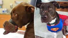 Un chien découvert avec un museau gonflé et scotché en 2015 est devenu une mascotte contre la cruauté envers les animaux
