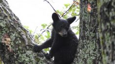 3 oursons sont sauvés d’une benne à ordures