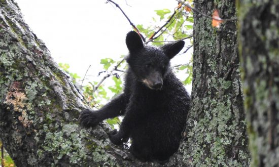 Un jeune ours noir grimpe à un arbre. (UFSWS)