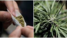 Le cannabis, premier employeur de France : « Près de 200 000 personnes vivent grâce à cette économie parallèle »