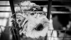 Bourgogne : 17 cadavres de chiens retrouvés chez un éleveur, d’autres en vie mais abandonnés à leur sort