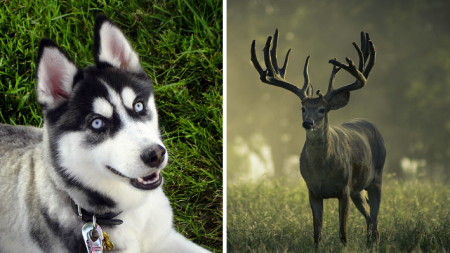 Un husky et un cerf sauvage se lient d’une amitié improbable pendant plus de 24 heures