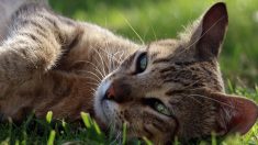 Stérilisation des chats : la ville de Saumur offre une subvention aux foyers à revenus modestes