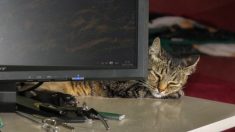 Japon : une entreprise adopte des chats abandonnés afin de réduire le stress de ses employés