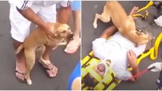 Un chien affolé refuse de quitter son propriétaire blessé
