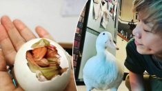 Une dame fait éclore un œuf de canard du marché à titre d’expérience et se fait une amie à vie