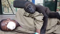 Un bébé gorille perd sa mère dans le commerce illégal d’espèces sauvages, il dépend maintenant des câlins de son gardien