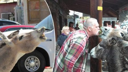 Ce sont des ânes qui détiennent cette ville d’Arizona, ils accueillent les gens et s’attendent à ce que chaque touriste les nourrisse