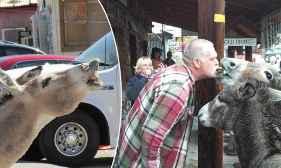 (Facebook | Fun Times in Oatman, AZ)