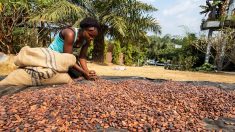 Cacao: 33 industriels lancent un plan commun pour réduire la déforestation
