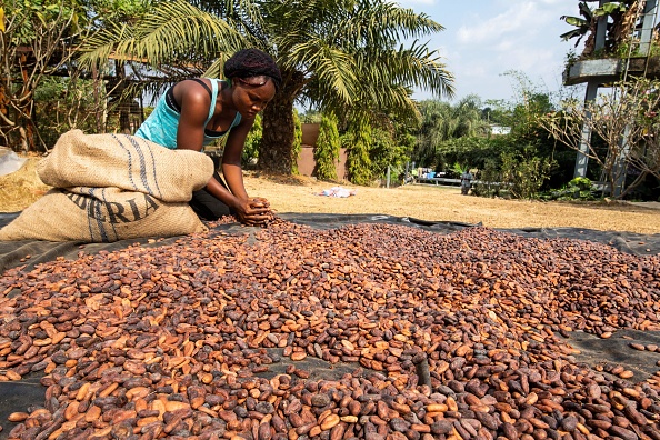 Les fèves de cacao fraîchement récoltées sont laissées à sécher au soleil à l'école d'agriculture libérienne du Christian College, à Ganta, dans le comté de Nimba, au Libéria, le 1er février 2019.(Photo : CARIELLE DOE/AFP/Getty Images)