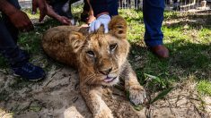 Bande de Gaza : cinq lions et d’autres animaux qui vivaient dans « d’atroces conditions » dans un zoo vont être évacués