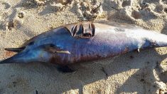 Plus de 1 100 dauphins échoués sur la côte atlantique depuis janvier victimes des filets de pêche qui les prennent au piège