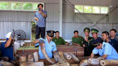 Au Vietnam, neuf tonnes d’ivoire présumé saisies sur un bateau venant du Congo
