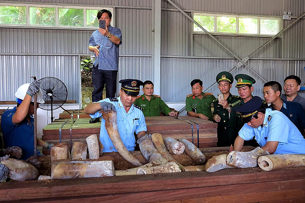 -Des douaniers vietnamiens inspectent un ivoire présumé saisi dans un chargement de bois dans un entrepôt à Danang. Ils ont ont saisi plus de neuf tonnes d'ivoire dans une cargaison de bois en provenance de la République du Congo, ont annoncé des responsables le 29 mars, 2019. Photo Agence de presse vietnamienne / AFP / Getty Images.