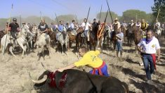 Espagne : la cour suprême espagnole met fin à la torture des taureaux au « Toro de la Vega »
