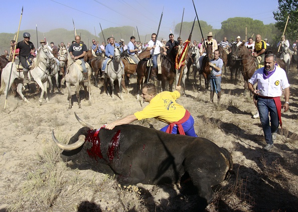 Un homme poignarde le taureau lors du festival 'Toro de la Vega', le 14 septembre 2010 à Tordesillas. Le festival est l'un des plus anciens d'Espagne, une tradition qui date du XVe siècle.    (Photo : CESAR MANSO/AFP/Getty Images)