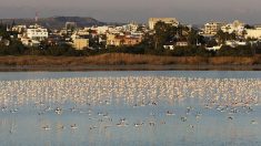 Chypre: baisse record de la chasse aux oiseaux