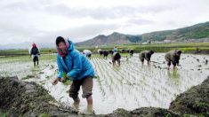 La production alimentaire nord-coréenne au plus bas en plus de dix ans (ONU)