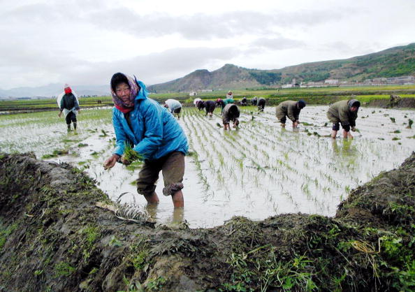 -Des ouvriers de la coopérative agricole nord-coréenne dans le comté de Kilju, province du Nord-Hamgyong, plantent du riz, un aliment de base. La récolte appartiendra en grande partie au gouvernement (Distribution publique). Les pénuries alimentaires locales et une aide étrangère insuffisante signifient des mois maigres pour des millions de Nord-Coréens déjà mal nourris. Photo GERALD BOURKE / AFP / Getty Images.