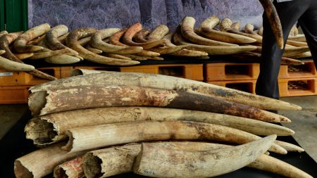 Cameroun: saisie de 2 tonnes d’écailles de pangolins et 200 pointes d’ivoire