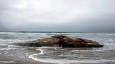 Philippines – Une baleine s’échoue et meurt avec 40 kg de plastique dans l’estomac