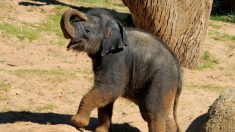 Thaïlande: des bébés éléphants secourus par des gardes forestiers