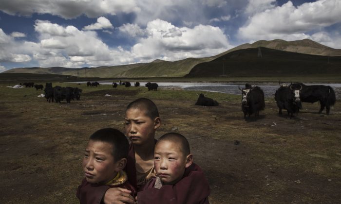 De jeunes moines bouddhistes tibétains près de leur campement nomade sur le plateau tibétain dans le canton de Madou, province du Qinghai, Chine, le 24 juillet 2015. (Kevin Frayer/Getty Images)