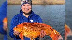 Un homme pêche un «poisson rouge» géant de 9 kilos avec un morceau de biscuit: «C’était dingue»