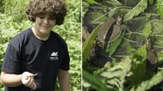 À 12 ans, il parcourt 3000 km pour sauver les tortues menacées