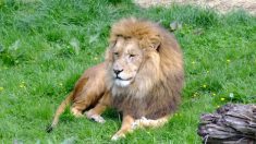 Un Tchèque est mutilé à mort par un lion qu’il gardait illégalement dans son jardin