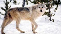Estonie : ils sauvent un chien d’une rivière gelée sans se rendre compte qu’il s’agit d’un loup