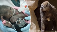 Un gorille qui a failli mourir à la naissance il y a quelques années se retrouve aujourd’hui avec un bébé né d’une césarienne