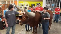 Un homme du Texas amène un taureau au magasin pour tester la stratégie de « tous les animaux domestiques sont les bienvenus »