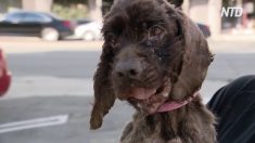 Un chien infesté d’asticots est trouvé et sauvé : l’affaire est sous enquête