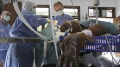 Une femelle orang-outan blessée de 74 balles de fusil à air comprimé est sauvée mais aveugle
