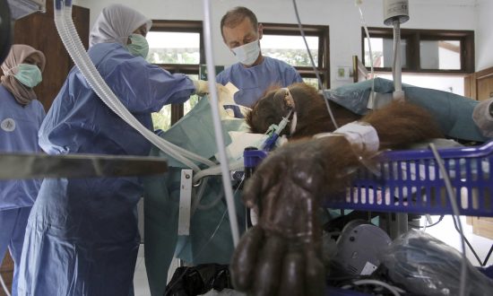 Le 17 mars 2019, un chirurgien orthopédiste bénévole a opéré une femelle orang-outang nommée Hope. (Binsar Bakkaraoto/AP Photo)