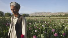 Des perroquets accros à l’opium attaquent les cultures de pavot en Inde