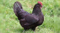 La poule noire de Janzé, la poulette qui décapite les frelons asiatiques