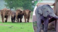 Vidéo : un troupeau d’éléphants court pour accueillir un éléphanteau orphelin au refuge – si mignon