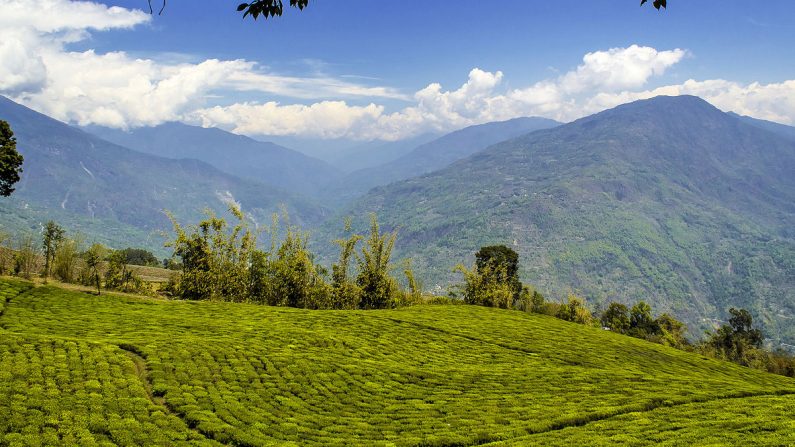 Plantation de thé du Sikkim - Crédit : Vikramjit Kakati/Wikimedia