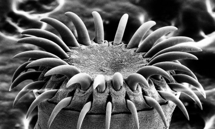 Image au microscope électronique de la tête d'un ver solitaire. ("Tapeworm SEM" par Mogana Das Murtey et Patchamuthu Ramasamy[CC BY-SA 3.0 (ept.ms/2Bw5evC)]))
