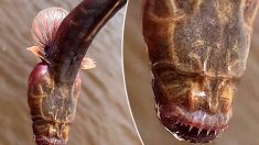 Des pêcheurs australiens capturent un poisson étrange, et n’ont aucune idée de ce que c’est