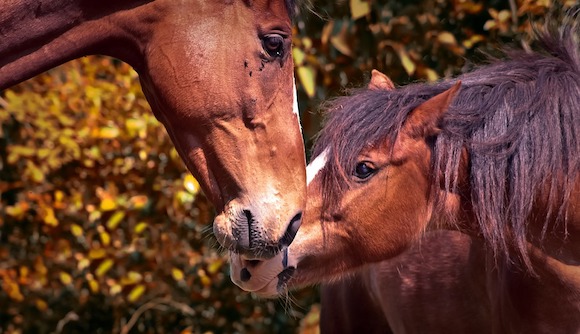 Les refuges adaptés aux équidés des associations de défense animale font face à l'arrivée massive de chevaux, ânes et poneys maltraités. ((Photo d'illustration : Pixabay)