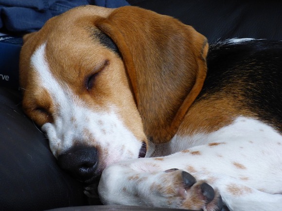 Douze beagles qui ont servi de cobayes dans des protocoles d’évaluation de la sécurité de médicaments sont arrivés dans les refuges situés dans les département de l'Hérault et du Gard. (Photo d'illustration : Pixabay)