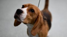 36 beagles destinés à être tués après avoir subi des tests scientifiques