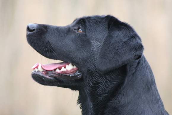 Le labrador est un chien d'assistance pour personnes handicapées. (Photo d'illustration : Freeimages)
