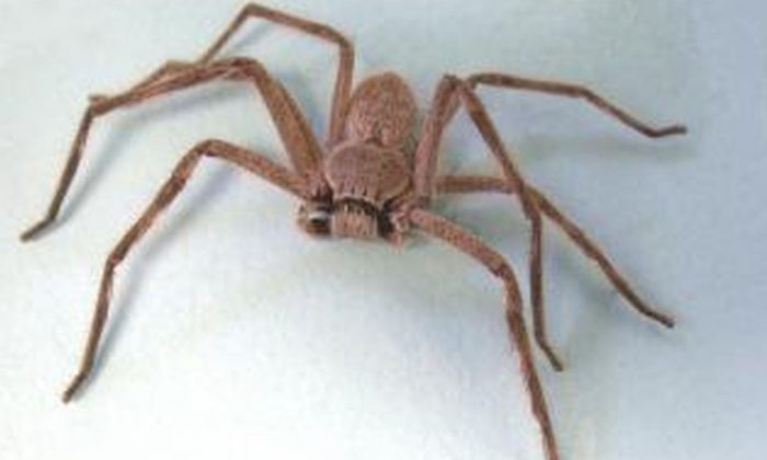 Une araignée sparassidae (agric.wa.gov.au)