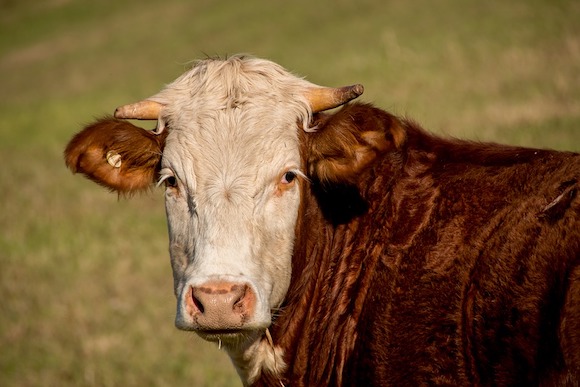 Quimper : un jeune taureau de 600 kilos qui ne voulait pas en finir avec la vie, s'est échappé de l'abattoir Bretagne viandes. Il a été abattu à l’aide de fusils d’assaut HK G36.  (Photo d'illustration : Pixabay)
